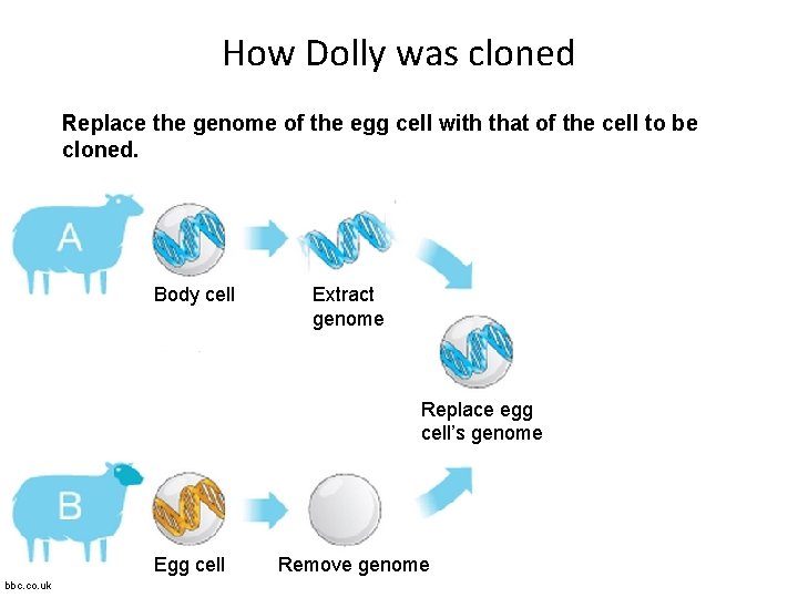 How Dolly was cloned Replace the genome of the egg cell with that of