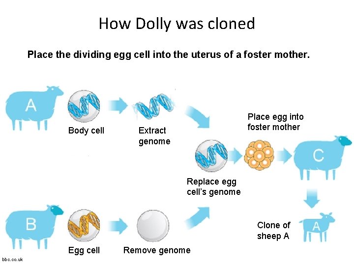 How Dolly was cloned Place the dividing egg cell into the uterus of a