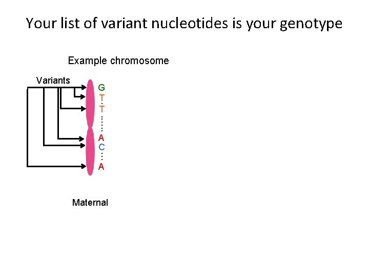 Your list of variant nucleotides is your genotype Example chromosome Variants . G T