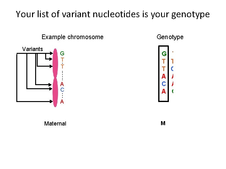 Your list of variant nucleotides is your genotype Example chromosome Variants . G T