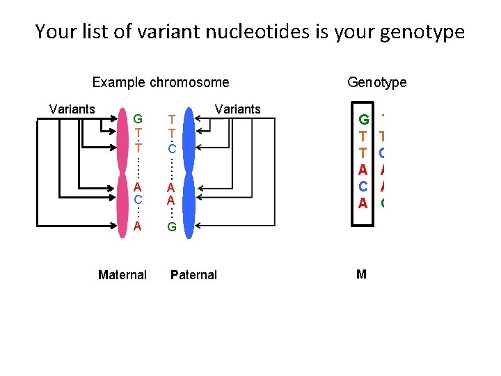 Your list of variant nucleotides is your genotype Example chromosome Variants T T C