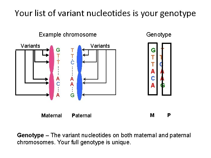 Your list of variant nucleotides is your genotype Example chromosome Variants T T C