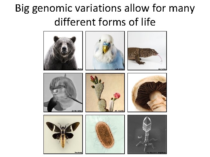 Big genomic variations allow for many different forms of life Morten Koldby Leila Jeffreys