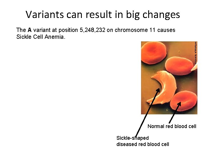 Variants can result in big changes University of Michigan The A variant at position