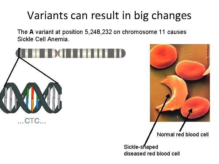 Variants can result in big changes University of Michigan The A variant at position