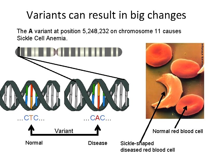 Variants can result in big changes University of Michigan The A variant at position
