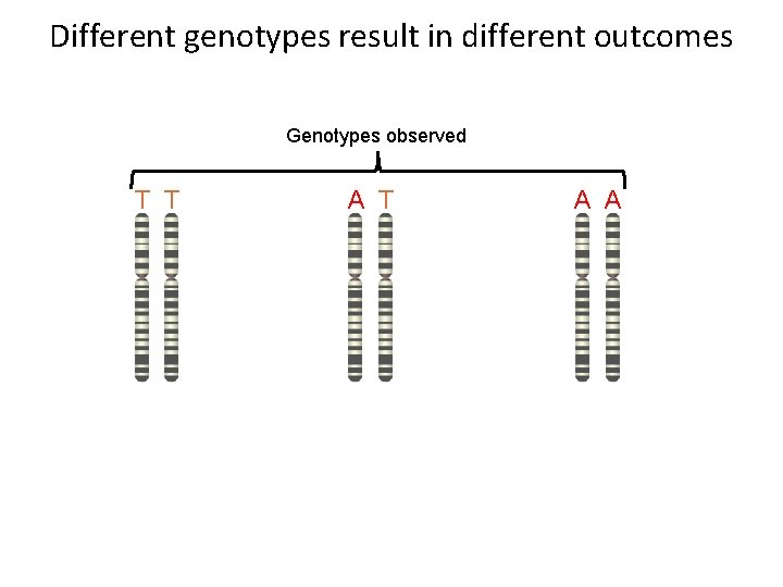 Different genotypes result in different outcomes Genotypes observed T T A A 