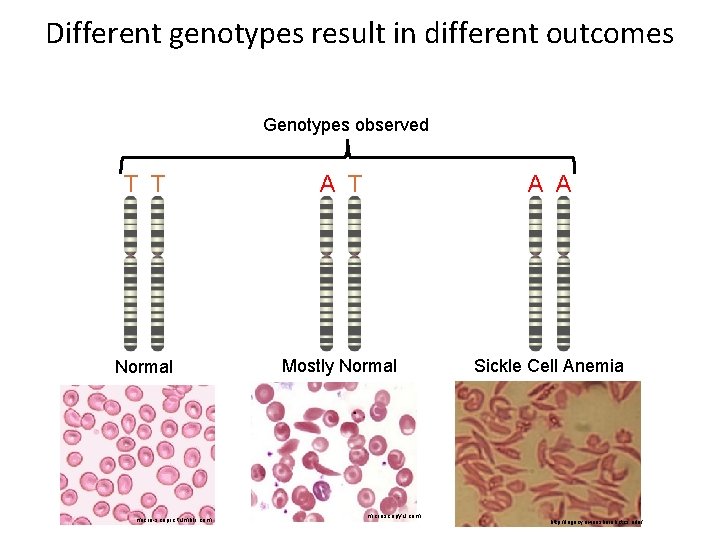 Different genotypes result in different outcomes Genotypes observed T T A A Normal Mostly