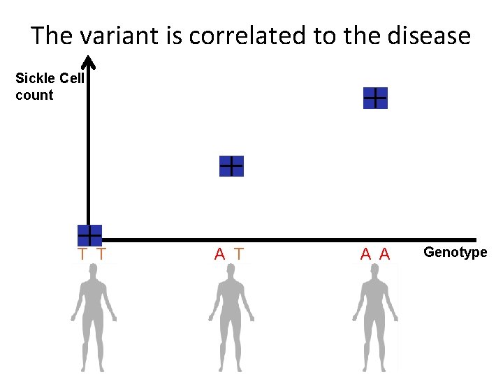 The variant is correlated to the disease Sickle Cell count T T A A