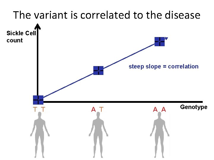 The variant is correlated to the disease Sickle Cell count steep slope = correlation