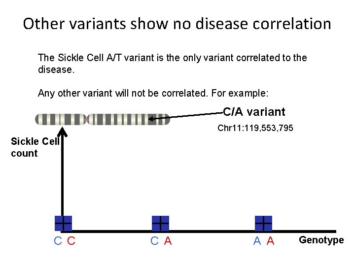 Other variants show no disease correlation The Sickle Cell A/T variant is the only