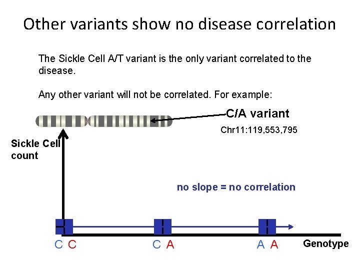 Other variants show no disease correlation The Sickle Cell A/T variant is the only