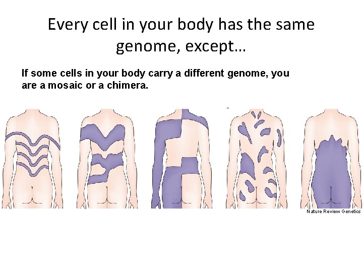Every cell in your body has the same genome, except… If some cells in