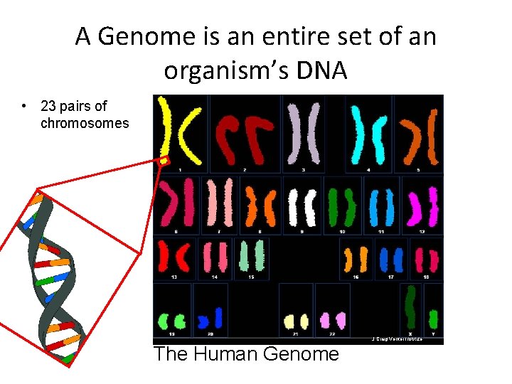 A Genome is an entire set of an organism’s DNA • 23 pairs of