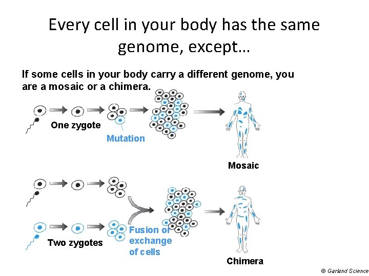 Every cell in your body has the same genome, except… If some cells in