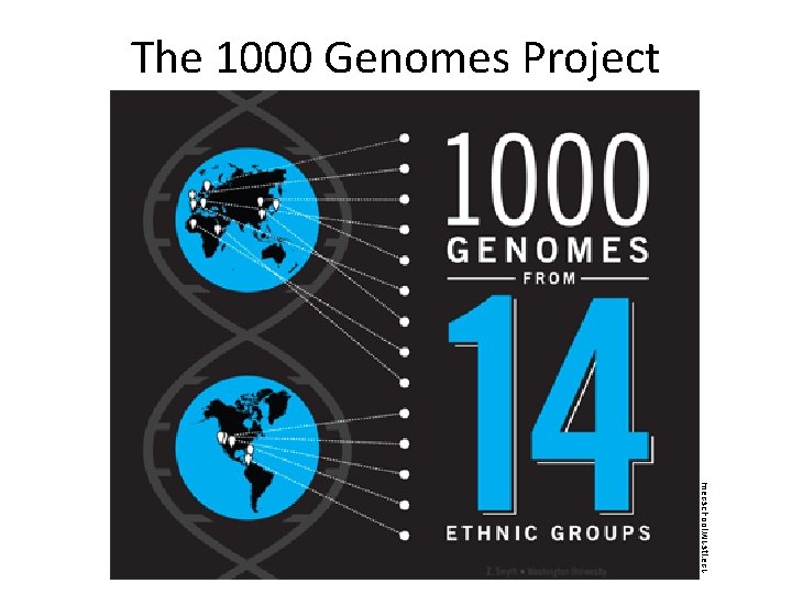 The 1000 Genomes Project medschool. wustl. edu 