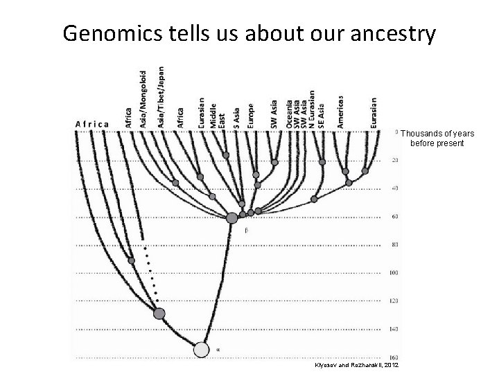 Genomics tells us about our ancestry Thousands of years before present Klyosov and Rozhanskii,