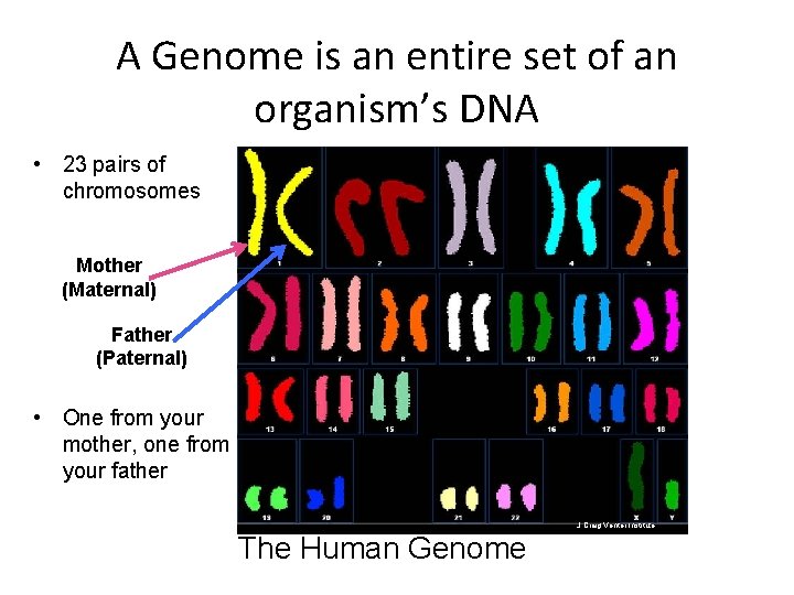 A Genome is an entire set of an organism’s DNA • 23 pairs of