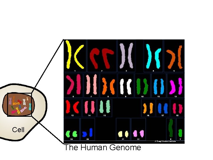 Cell J Craig Venter Institute The Human Genome 