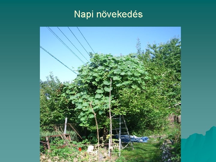 Napi növekedés 