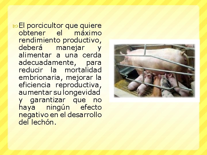  El porcicultor que quiere obtener el máximo rendimiento productivo, deberá manejar y alimentar