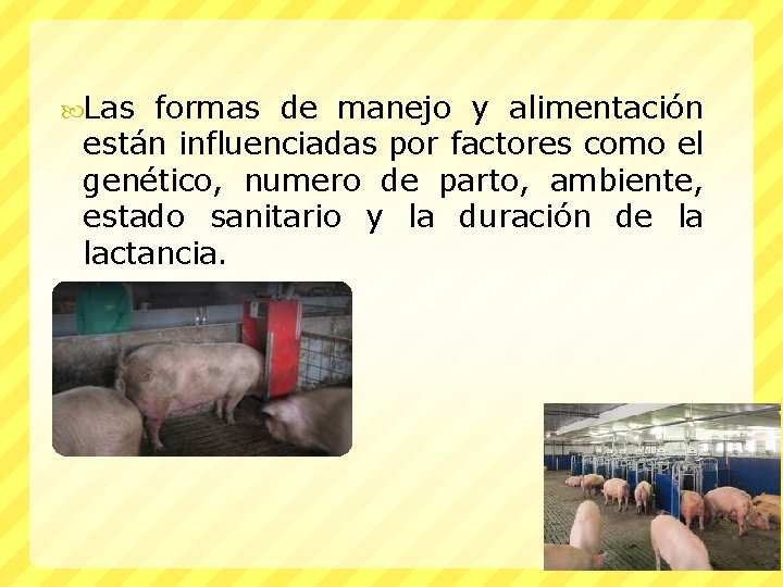  Las formas de manejo y alimentación están influenciadas por factores como el genético,