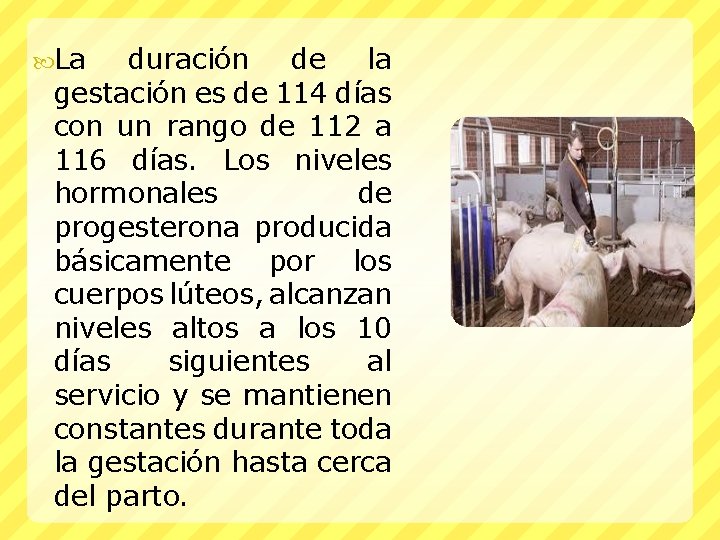  La duración de la gestación es de 114 días con un rango de