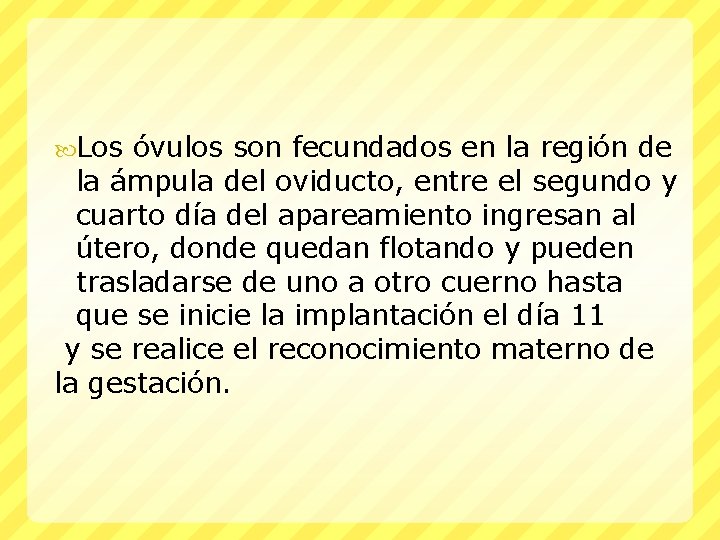  Los óvulos son fecundados en la región de la ámpula del oviducto, entre