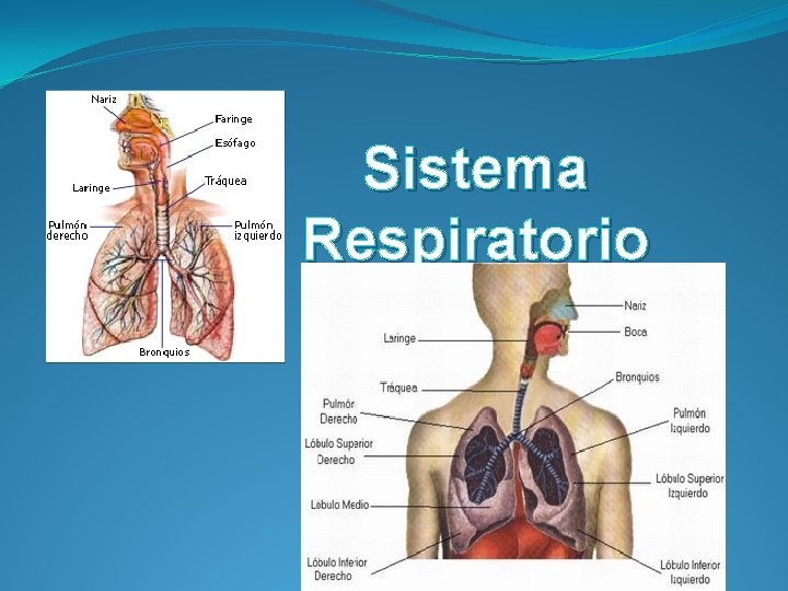 Sistema Respiratorio Sistema Respiratorio