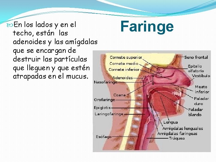 En los lados y en el techo, están las adenoides y las amígdalas En los lados y en el techo, están las adenoides y las amígdalas