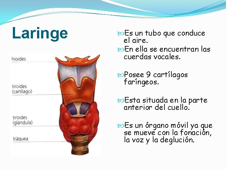 Funciones De La Laringe En El Sistema Respiratorio