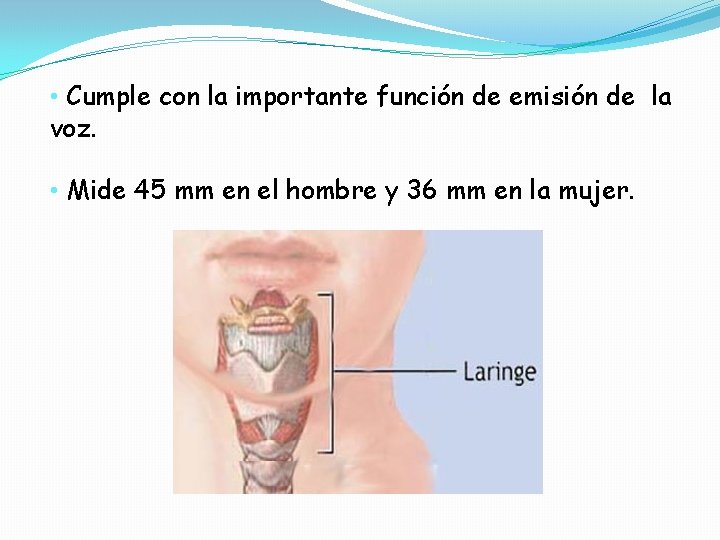 • Cumple con la importante función de emisión de la voz. • Mide • Cumple con la importante función de emisión de la voz. • Mide
