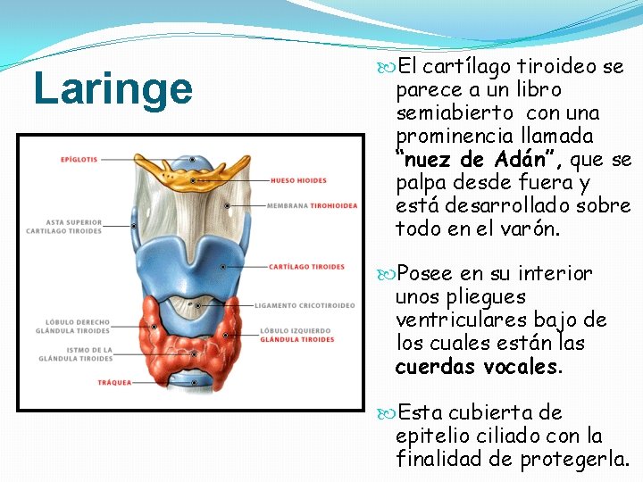 Laringe El cartílago tiroideo se parece a un libro semiabierto con una prominencia llamada Laringe El cartílago tiroideo se parece a un libro semiabierto con una prominencia llamada