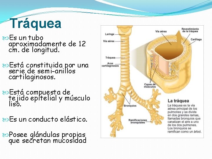 Tráquea Es un tubo aproximadamente de 12 cm. de longitud. Está constituida por una Tráquea Es un tubo aproximadamente de 12 cm. de longitud. Está constituida por una