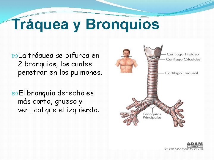Tráquea y Bronquios La tráquea se bifurca en 2 bronquios, los cuales penetran en Tráquea y Bronquios La tráquea se bifurca en 2 bronquios, los cuales penetran en