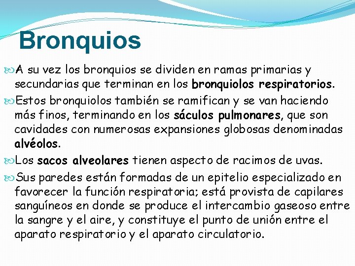 Bronquios A su vez los bronquios se dividen en ramas primarias y secundarias que Bronquios A su vez los bronquios se dividen en ramas primarias y secundarias que