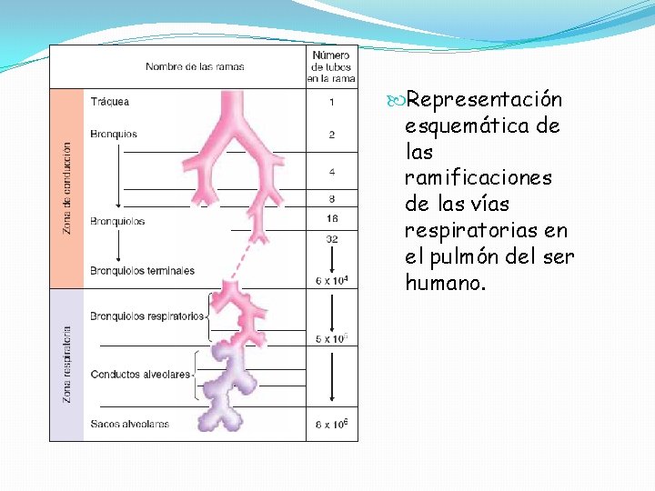 Representación esquemática de las ramificaciones de las vías respiratorias en el pulmón del Representación esquemática de las ramificaciones de las vías respiratorias en el pulmón del