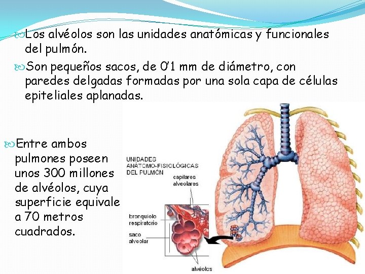 Los alvéolos son las unidades anatómicas y funcionales del pulmón. Son pequeños sacos, Los alvéolos son las unidades anatómicas y funcionales del pulmón. Son pequeños sacos,
