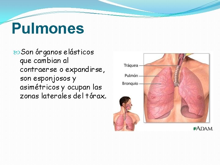 Pulmones Son órganos elásticos que cambian al contraerse o expandirse, son esponjosos y asimétricos Pulmones Son órganos elásticos que cambian al contraerse o expandirse, son esponjosos y asimétricos