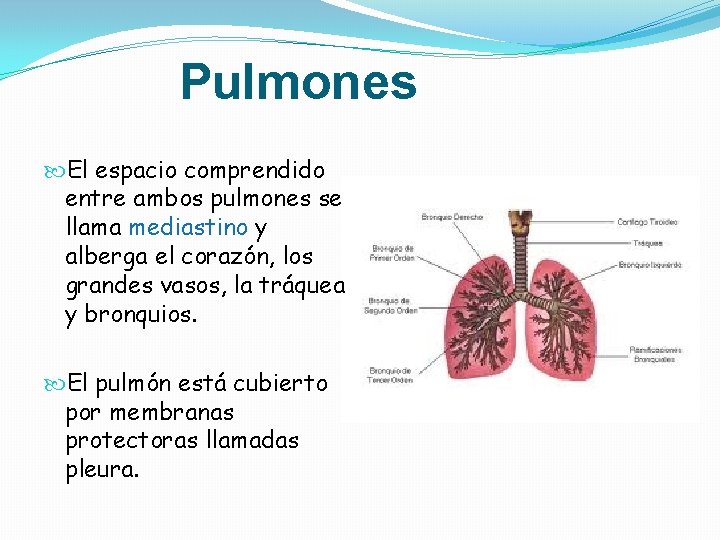 Pulmones El espacio comprendido entre ambos pulmones se llama mediastino y alberga el corazón, Pulmones El espacio comprendido entre ambos pulmones se llama mediastino y alberga el corazón,