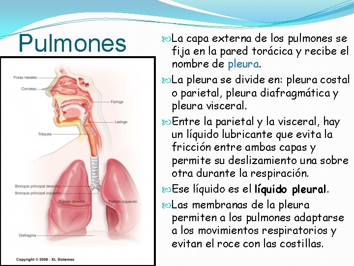 Pulmones La capa externa de los pulmones se fija en la pared torácica y Pulmones La capa externa de los pulmones se fija en la pared torácica y