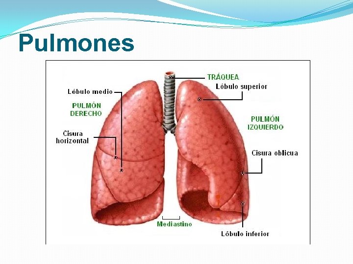 Pulmones Pulmones