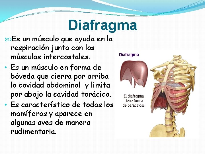 Diafragma Es un músculo que ayuda en la respiración junto con los músculos intercostales. Diafragma Es un músculo que ayuda en la respiración junto con los músculos intercostales.