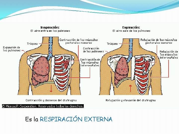 Es la RESPIRACIÓN EXTERNA Es la RESPIRACIÓN EXTERNA
