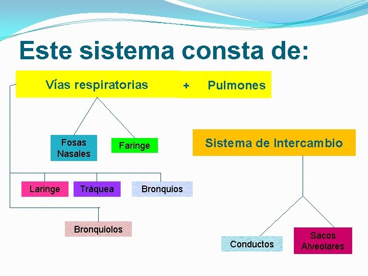 Este sistema consta de: Vías respiratorias Fosas Nasales Laringe Faringe Tráquea + Pulmones Sistema Este sistema consta de: Vías respiratorias Fosas Nasales Laringe Faringe Tráquea + Pulmones Sistema