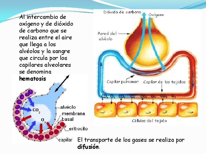 Al intercambio de oxígeno y de dióxido de carbono que se realiza entre el Al intercambio de oxígeno y de dióxido de carbono que se realiza entre el