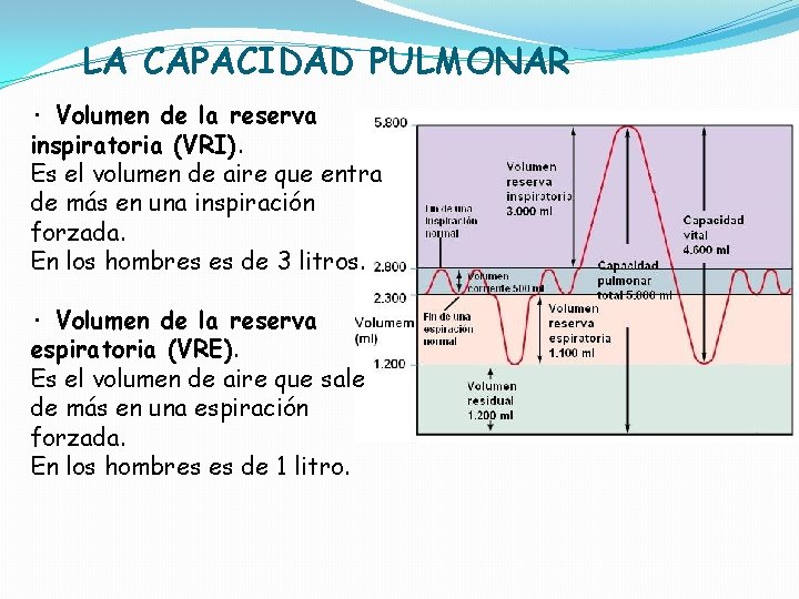 LA CAPACIDAD PULMONAR · Volumen de la reserva inspiratoria (VRI). Es el volumen de LA CAPACIDAD PULMONAR · Volumen de la reserva inspiratoria (VRI). Es el volumen de