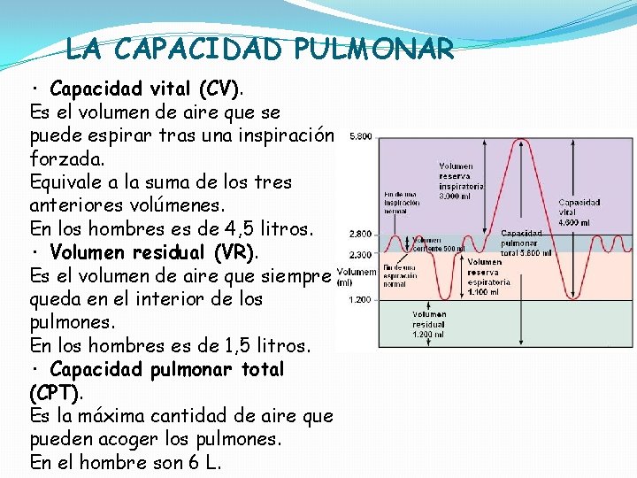 LA CAPACIDAD PULMONAR · Capacidad vital (CV). Es el volumen de aire que se LA CAPACIDAD PULMONAR · Capacidad vital (CV). Es el volumen de aire que se