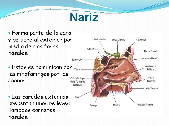 Nariz • Forma parte de la cara y se abre al exterior por medio Nariz • Forma parte de la cara y se abre al exterior por medio