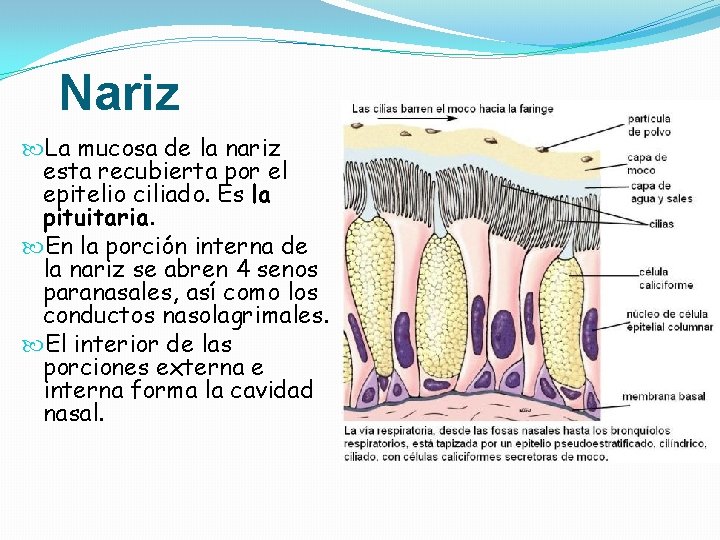 Nariz La mucosa de la nariz esta recubierta por el epitelio ciliado. Es la Nariz La mucosa de la nariz esta recubierta por el epitelio ciliado. Es la